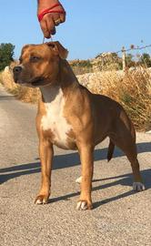 American pitbull terrier