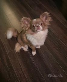 Chihuhua con pedigree enci offrisi per monta