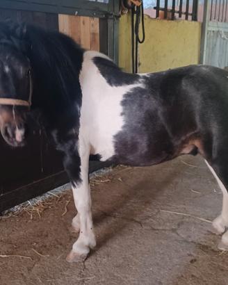 Cavallo