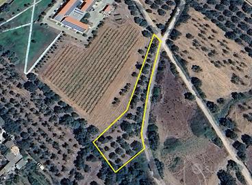 Oliveto in agro di Villacidro