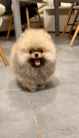 Pomerania Spitz Toy nano
