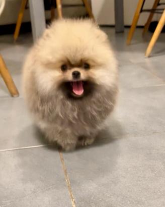 Pomerania Spitz Toy nano
