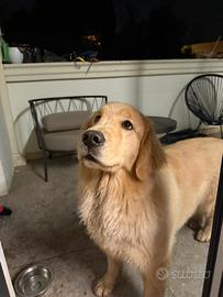 Golden retriever femmina - americano