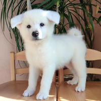 Cuccioli Cane taglia media Akita Inu con Pedigree