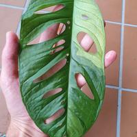 Monstera Adansonii Variegata