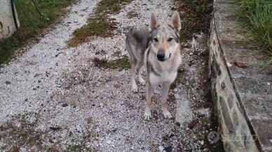 Cucciolo di lupo cecoslovacco