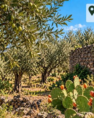 Terreni agricoli con uliveti e ruderi accatastati