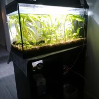 acquario con piante e pesci 