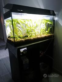 acquario con piante e pesci 