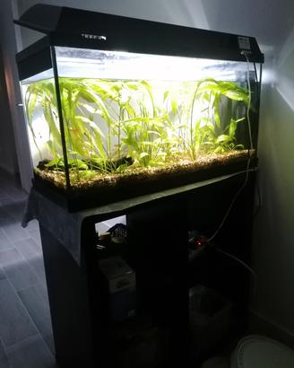 acquario con piante e pesci 