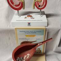 modello anatomico educativo di apparato urinario 