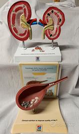 modello anatomico educativo di apparato urinario 