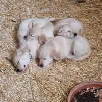 Top golden retriever