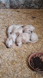 Top golden retriever