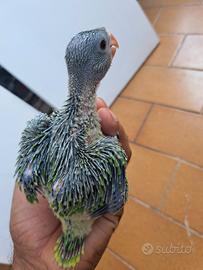 Pulli parrocchetto dal collare