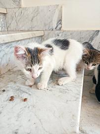 Due splendide gattine trovatelle
