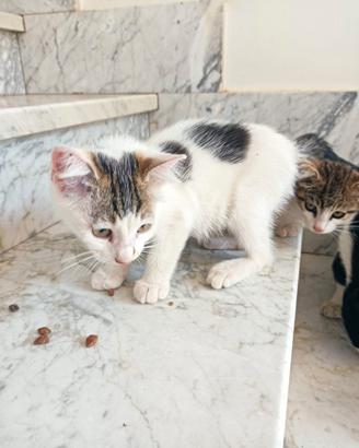 Due splendide gattine trovatelle