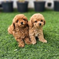 Maltipoo Teacup Albicocca cuccioli