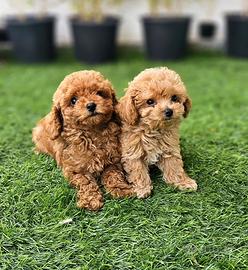 Maltipoo Teacup Albicocca cuccioli