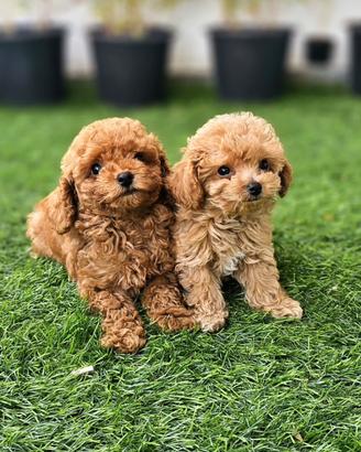 Maltipoo Teacup Albicocca cuccioli