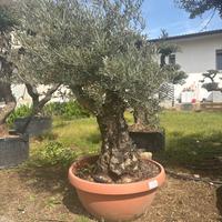 Ulivo in foto con ciotola