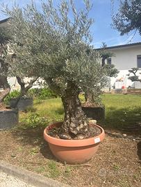 Ulivo in foto con ciotola