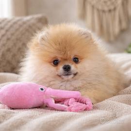 Spitz Nano Tedesco - Volpino di Pomerania Mini
