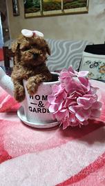 Barboncino (barbone) mini toy fulvo