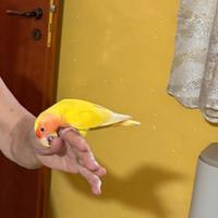 Pappagallo inseparabbile allevato a mano