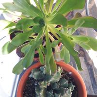 Semprevivo arborescente. Aeonium arboreum