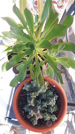 Semprevivo arborescente. Aeonium arboreum