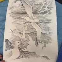 Disegno originale Fremura – Gabbiani su carta
