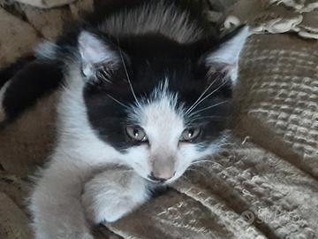 Si regalano gattini