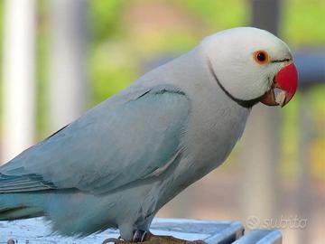 Pullo P. Dal Collare