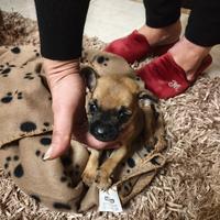 Cuccioli incrocio chihuahua e pinscher