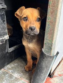 Cucciolo mix pitbull di 4 mesi buono e dolce