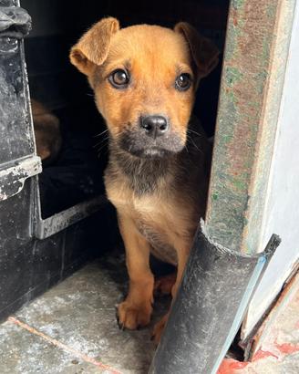 Cucciolo mix pitbull di 4 mesi buono e dolce