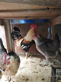 Galline