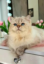 British Longhair Golden Point Femmina 2 anni