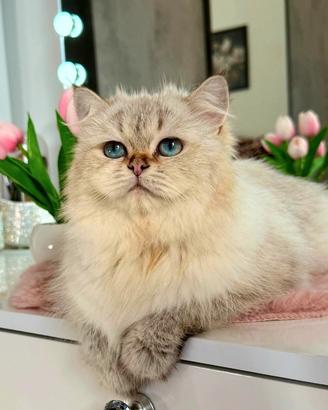British Longhair Golden Point Femmina 2 anni