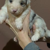 Pastore australiano