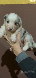 Pastore australiano