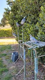 Piccioni da richiamo 