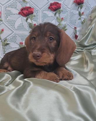 Bassottino cioccolato