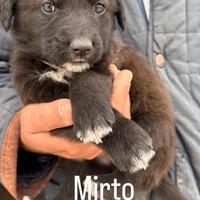 Fratellini in adozione