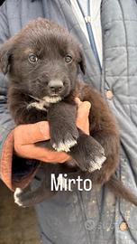 Fratellini in adozione