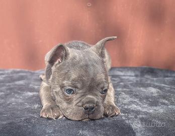Bulldog francesi merle tan