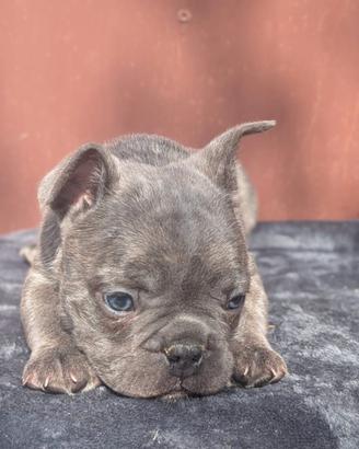 Bulldog francesi merle tan