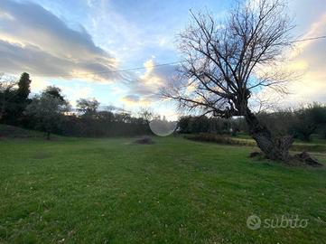 TER. AGRICOLO A VITERBO