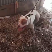 Pittbull ukc
